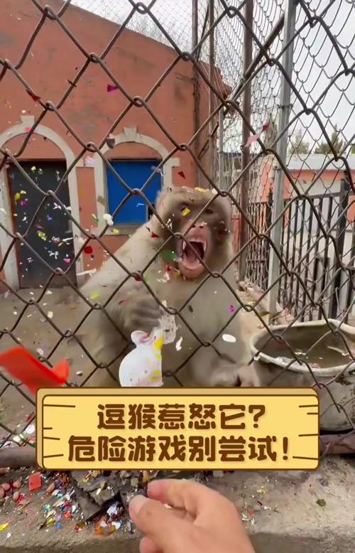 2025新澳门全年免费大全和车钥匙逗猴被猴抢走与猴子车钥匙