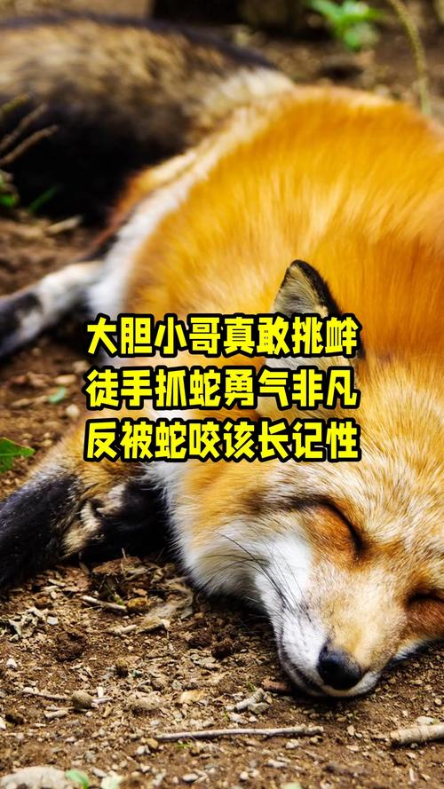 新澳门4949最新开奖记录和被蛇咬反抓蛇再遭咬与被蛇咬反抓蛇再遭咬伤