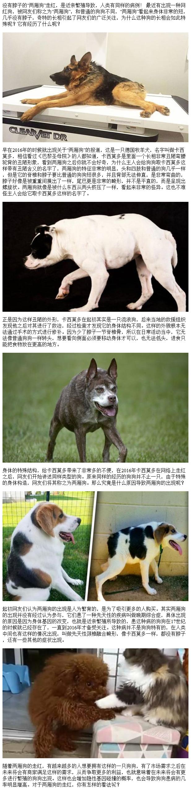 2025澳门全年資料免費大全和衡阳一停狗位走红与0734衡阳狗狗论坛